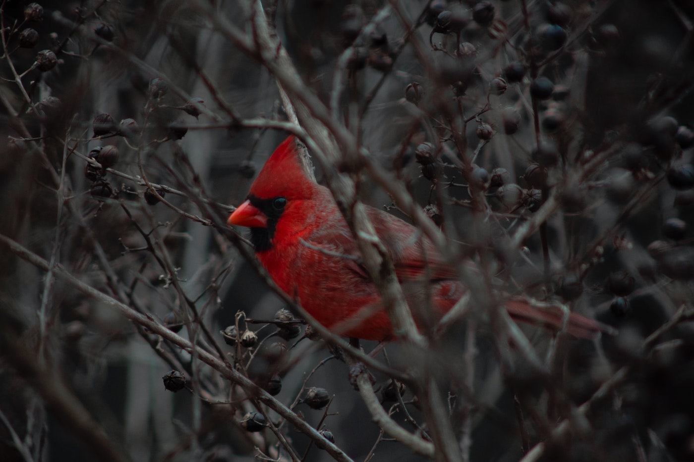 a cardinal