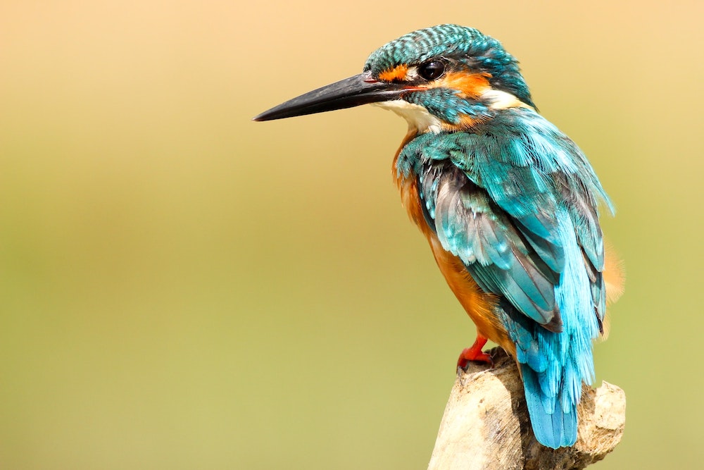 blue kingfisher