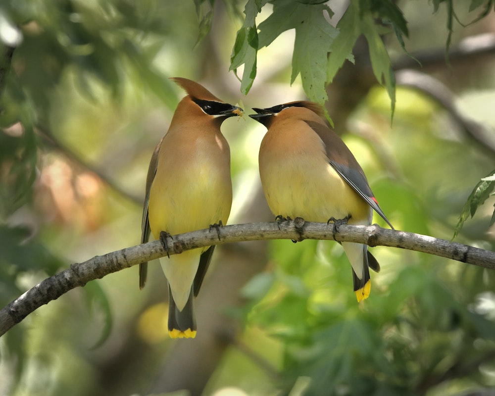 waxwings eating