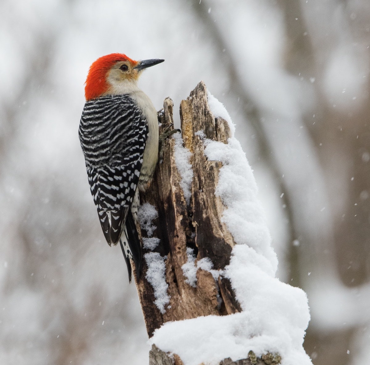 a red-bellied woodpecker